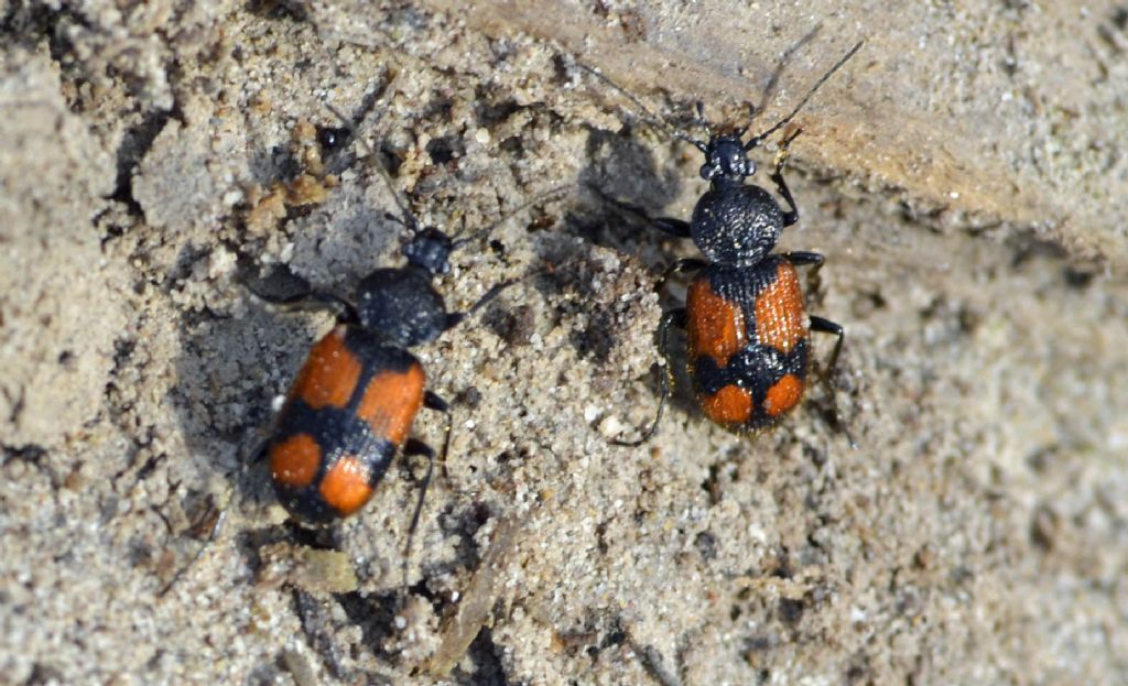 Panagaeus cruxmajor